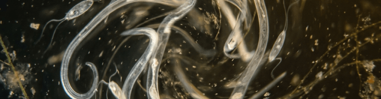 Translucent nematodes swimming in water under a microscope
