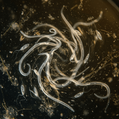 Translucent nematodes swimming in water under a microscope