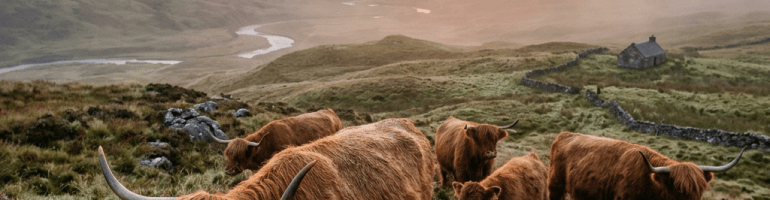 Highland cattle grazing on grassy hillside in misty sunrise landscape