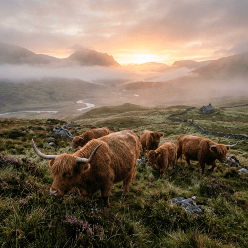 Highland cattle grazing on grassy hillside in misty sunrise landscape