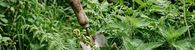 Gloved hand with trowel digging among green ferns and plants