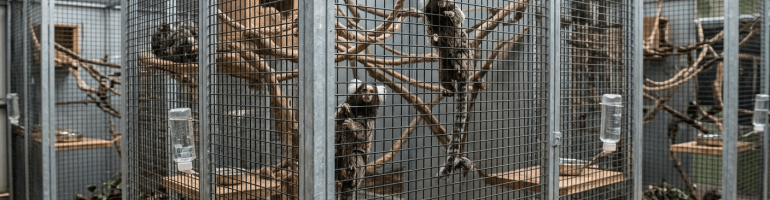 Three small marmosets clinging to branches inside metal mesh enclosures