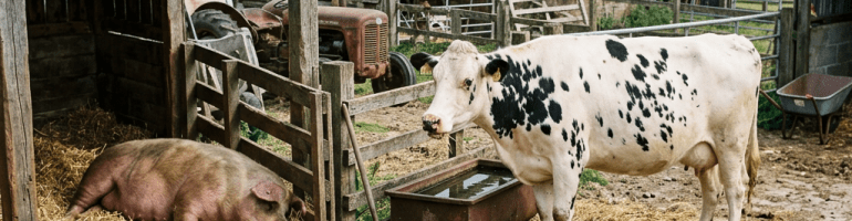Pig lying on straw and cow standing near water trough in a farmyard