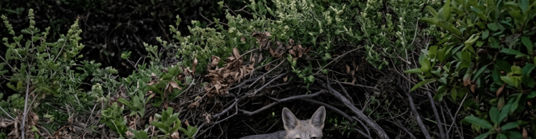 Fox curled up under bushes in suburban neighborhood at dusk