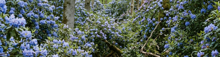 Forest path surrounded by dense purple-blue rhododendron bushes and tall trees