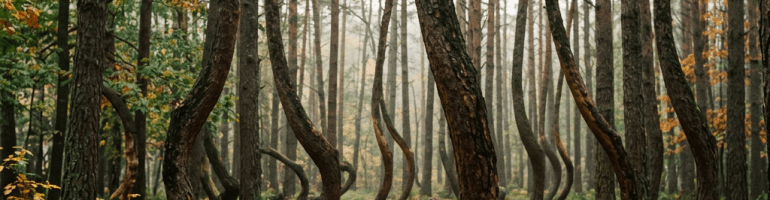 Forest with pine trees that have curved lower trunks forming looped shapes