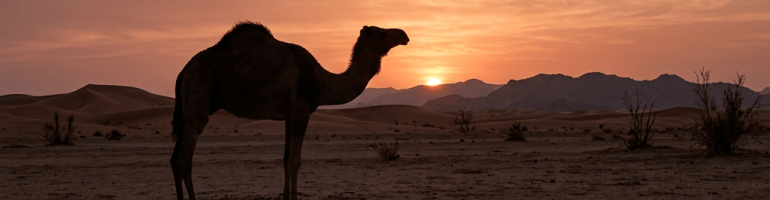 Silhouette of a camel standing on cracked desert ground at sunset with dunes and mountains in the background