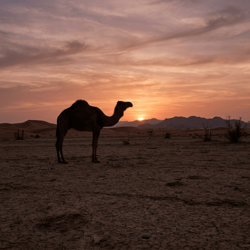 Silhouette of a camel standing on cracked desert ground at sunset with dunes and mountains in the background
