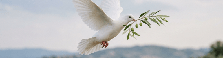 White dove in flight holding an olive branch with green olives