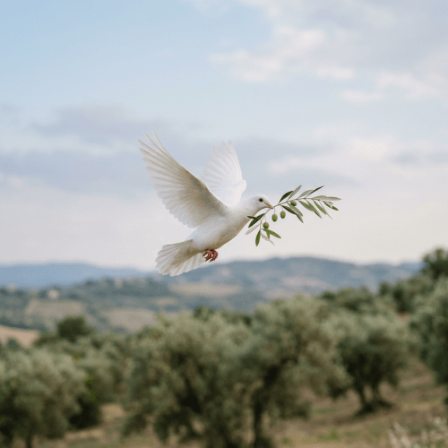 White dove in flight holding an olive branch with green olives