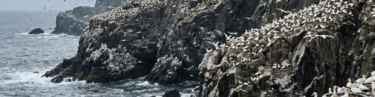 Large colony of white seabirds nesting on rocky cliffs by the ocean