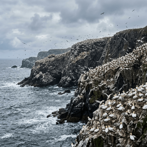 Large colony of white seabirds nesting on rocky cliffs by the ocean