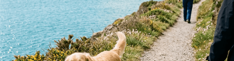 Golden retriever walking on a coastal trail beside the sea